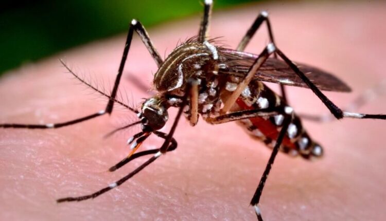 chikungunya